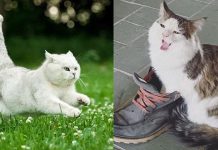 CattyCorner: 7 Questions Cat Parents Can’t Help Asking