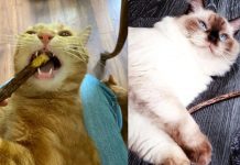 CattyCorner: What Is Silver Vine?