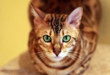 The Top Tips For Training Your Bengal Cat