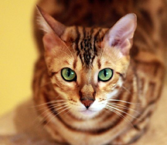 The Top Tips For Training Your Bengal Cat