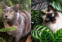 12 Cat Safe Houseplants & 13 Toxic Ones