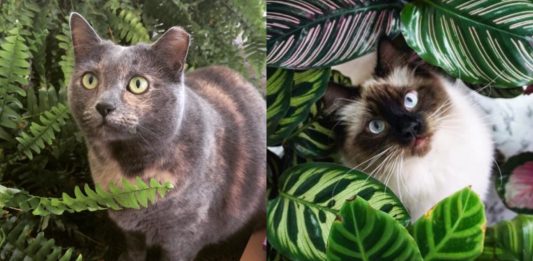 12 Cat Safe Houseplants & 13 Toxic Ones