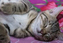 Your Cat’s Sleeping Position Can Tell You What They’re Thinking