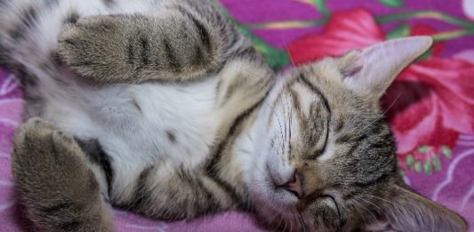 Your Cat’s Sleeping Position Can Tell You What They’re Thinking