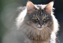 5 High-Maintenance Cat Breeds