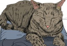 9 Signs Your Cat Truly Loves You