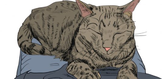 9 Signs Your Cat Truly Loves You