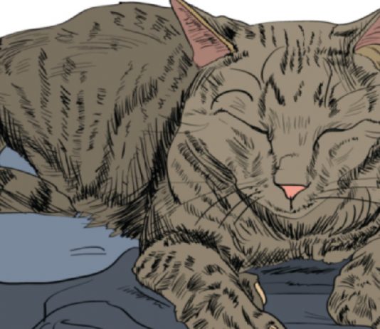 9 Signs Your Cat Truly Loves You