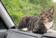 Quick Tips For Road Trip ‘Purrfection’ With Your Cat