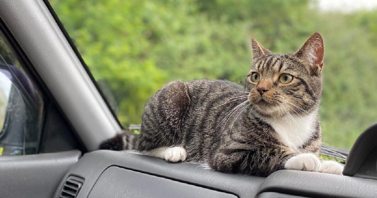 Quick Tips For Road Trip 'Purrfection' With Your Cat | Bengalcats.co