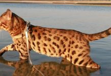 11 Cat Breeds Who Don’t Mind Water Or Going For A Swim