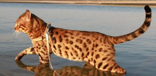 11 Cat Breeds Who Don’t Mind Water Or Going For A Swim
