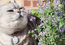 The Hidden Natural Health Benefit Fresh Catnip Offers Your Kitty