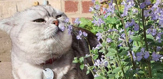 The Hidden Natural Health Benefit Fresh Catnip Offers Your Kitty