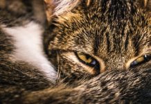 CattyCorner: Why Do Cats Sleep With Their Eyes Open?