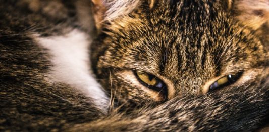 CattyCorner: Why Do Cats Sleep With Their Eyes Open?