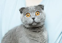 19 Health Facts Veterinarians Want Every Cat Parent To Know