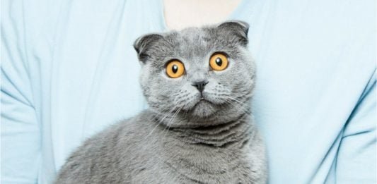 19 Health Facts Veterinarians Want Every Cat Parent To Know