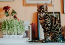 5 “Naughty” Cat Habits That Are Okay To Encourage