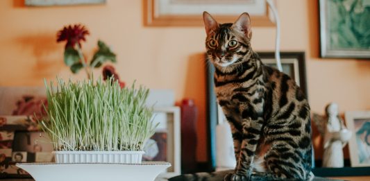5 “Naughty” Cat Habits That Are Okay To Encourage