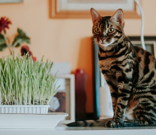 5 “Naughty” Cat Habits That Are Okay To Encourage
