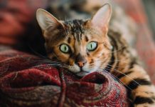 Exposure To This Over-The-Counter Product Could Be Deadly For Your Cat