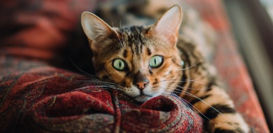Exposure To This Over-The-Counter Product Could Be Deadly For Your Cat