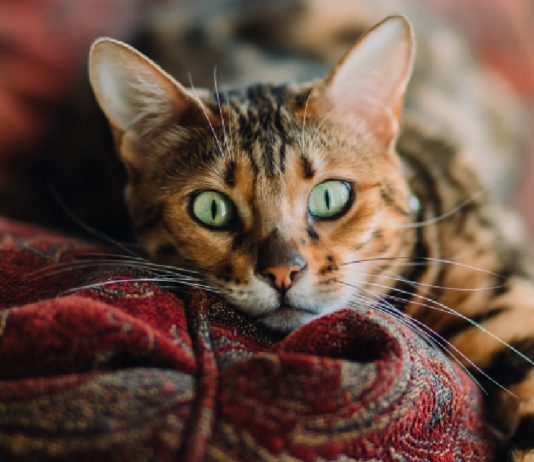 Exposure To This Over-The-Counter Product Could Be Deadly For Your Cat