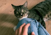 All The Squirmy Details About Parasitic Worms In Cats