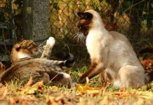 Play Fight Or Real Cat Fight: How To Spot The Difference