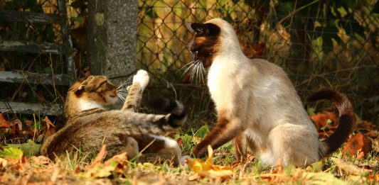 Play Fight Or Real Cat Fight: How To Spot The Difference