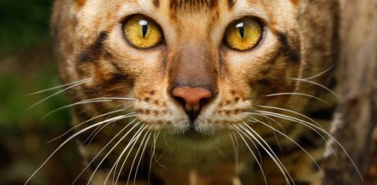 The What, Why, and Wonder of Cat Whiskers