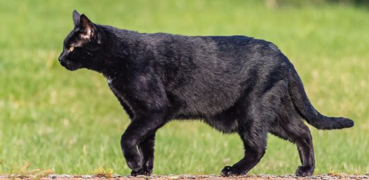 The Primordial Pouch: A Fancy Term For Cats’ Saggy Bellies