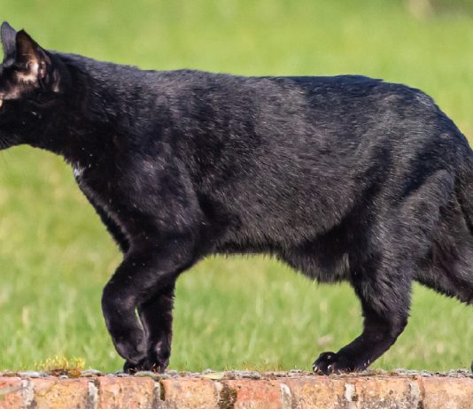 The Primordial Pouch: A Fancy Term For Cats’ Saggy Bellies