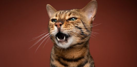 Find Out Why Cats Can Roar Or Purr, But They Can’t Do Both