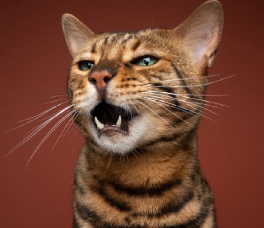 Find Out Why Cats Can Roar Or Purr, But They Can’t Do Both