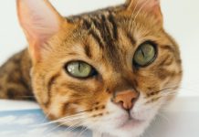 17 Words For Cat, Kitten, & Meow In Different Languages From Across The World