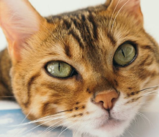 17 Words For Cat, Kitten, & Meow In Different Languages From Across The World