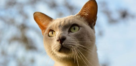 8 Of The Friendliest Cat Breeds