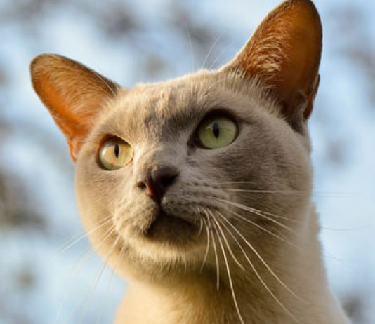 8 Of The Friendliest Cat Breeds