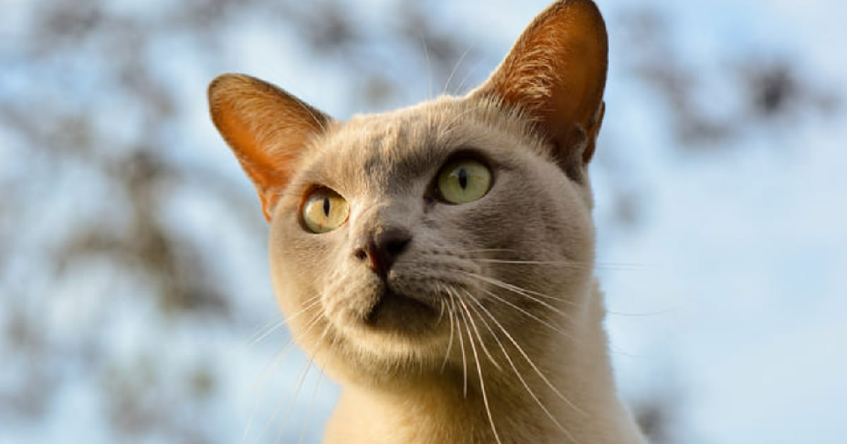 8 Of The Friendliest Cat Breeds Bengalcats.co