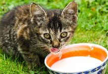 19 Cat Myths To Stop Believing