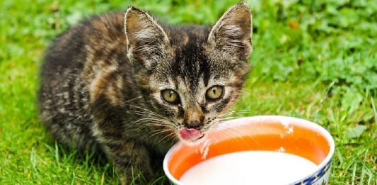 19 Cat Myths To Stop Believing