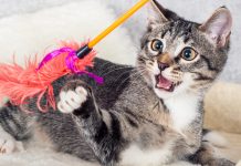 Decoding Feline Predators: Discover & Understand Your Cat’s Prey Preference