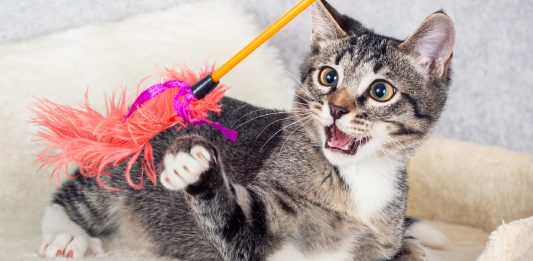 Decoding Feline Predators: Discover & Understand Your Cat’s Prey Preference
