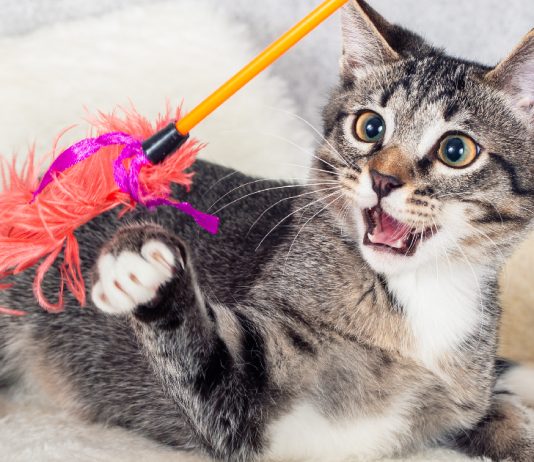 Decoding Feline Predators: Discover & Understand Your Cat’s Prey Preference