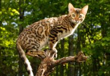 8 “Super-Hero” Cat Breeds!