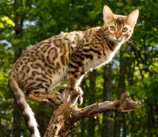 8 “Super-Hero” Cat Breeds!
