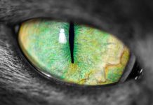 3 Fun Facts You Didn’t Know About Your Cat’s Vision