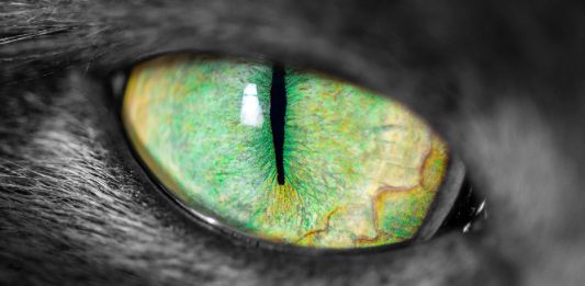 3 Fun Facts You Didn’t Know About Your Cat’s Vision